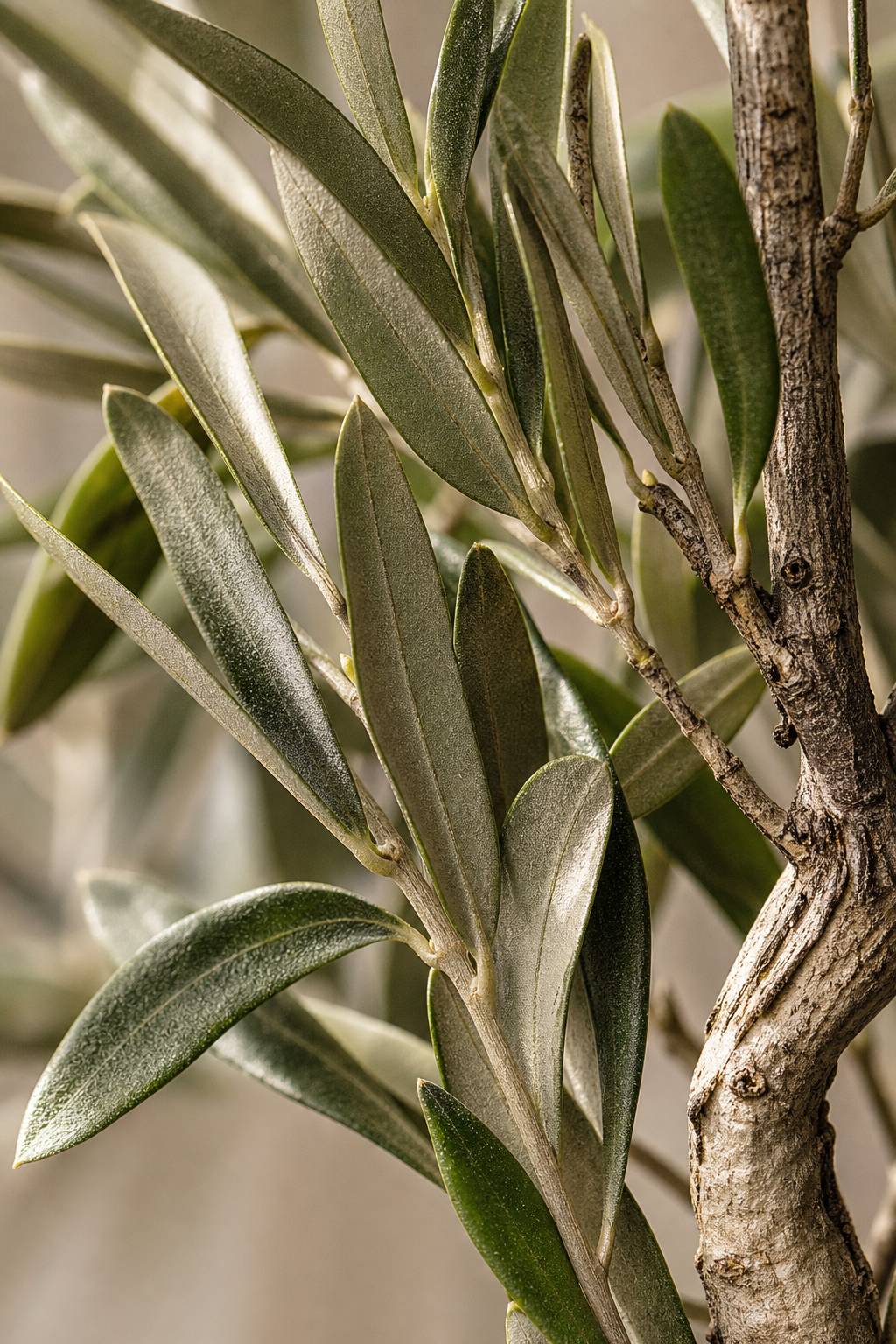Maison Moya - Olive Tree Classic Mediterranean Indoor Tree - closeup surface