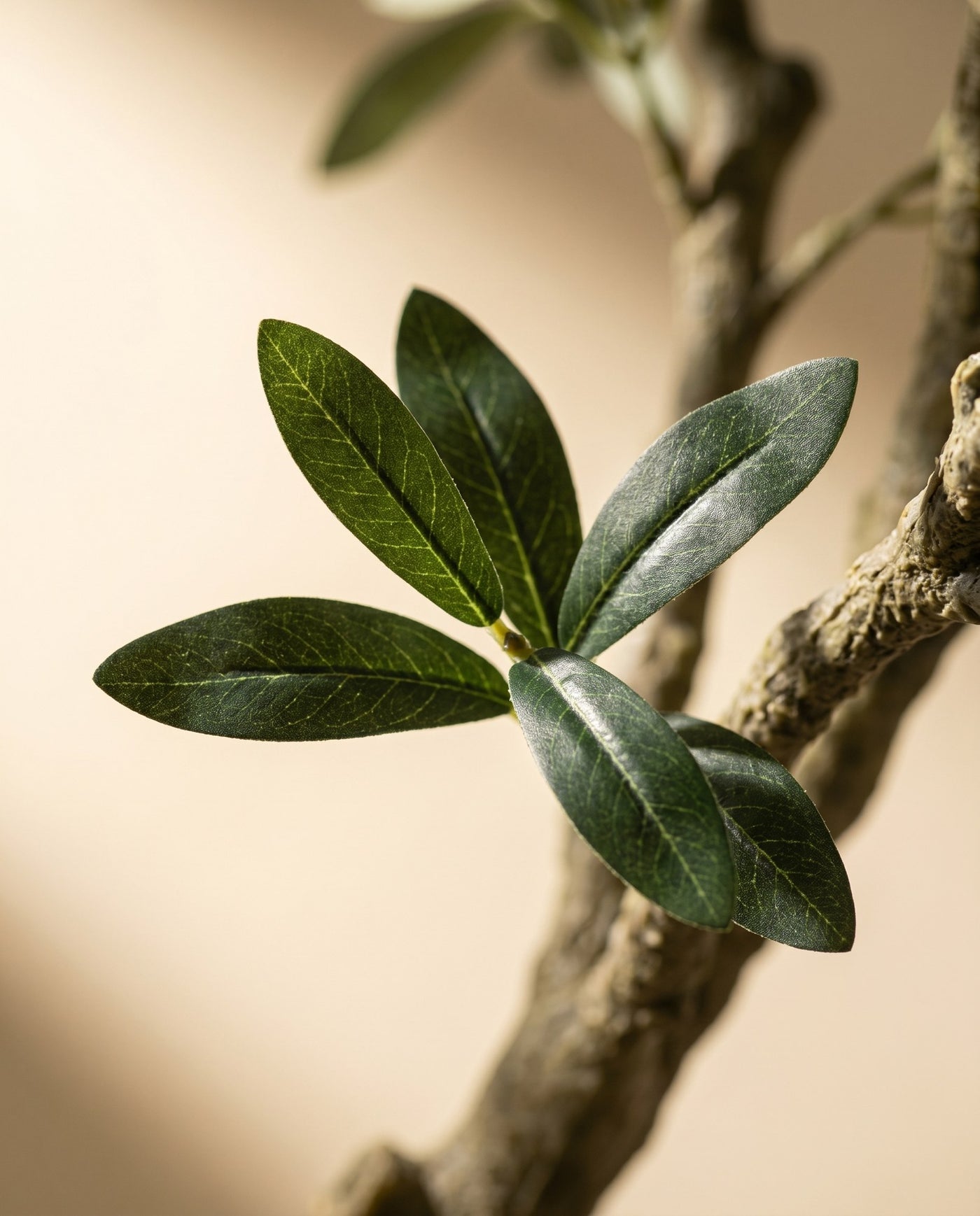 Maison Moya - Olive Tree Classic Mediterranean Indoor Tree - 03 closeup-top