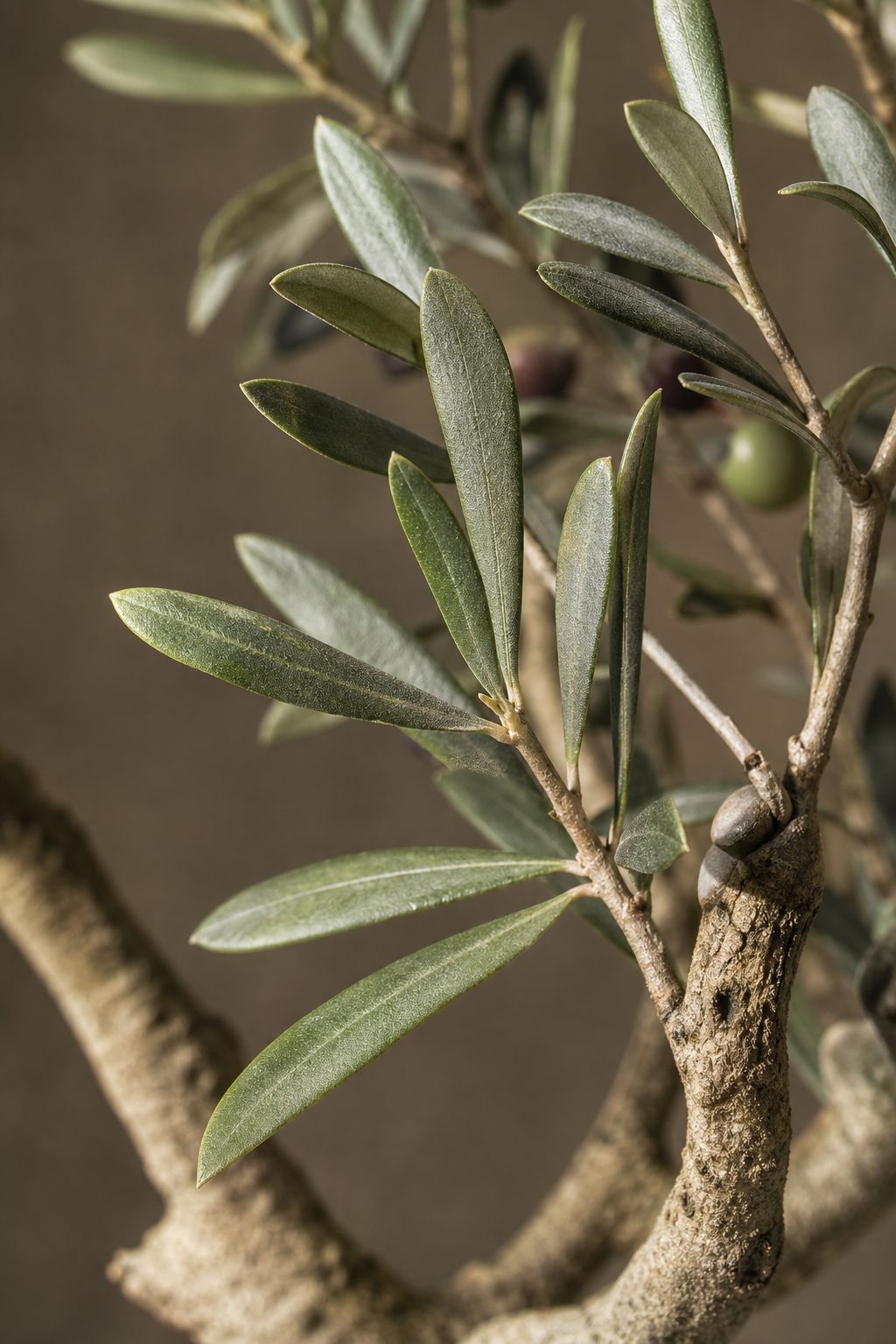 Maison Moya - Olive Tree Classic Mediterranean Indoor Tree - closeup detail
