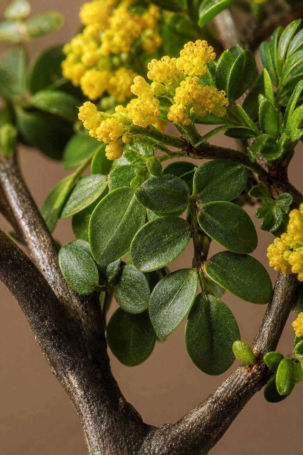 Maison Moya - Osmanthus Faux Indoor Tree - closeup surface