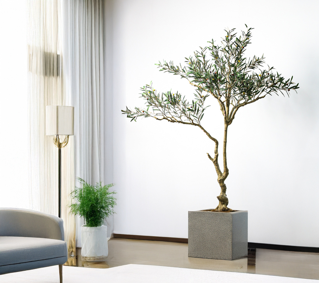 Olive Tree Classic Mediterranean Indoor Tree
