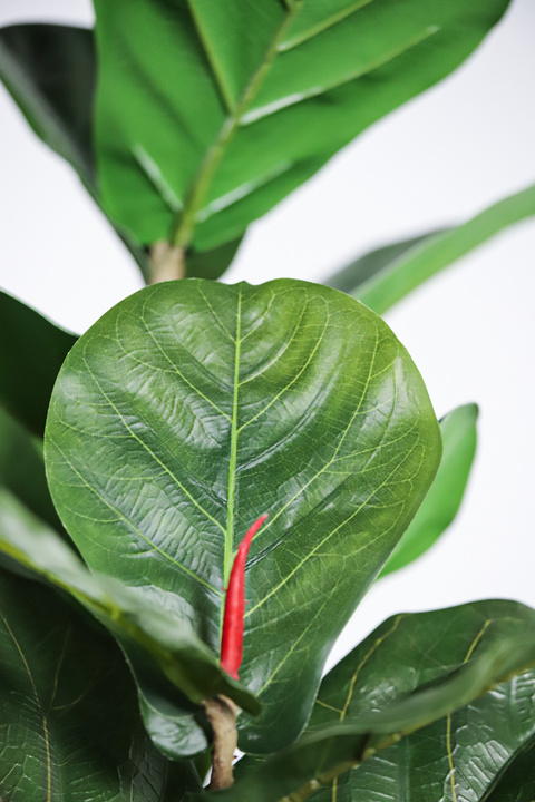 Fiddle Leaf Fig Iconic Indoor Tree