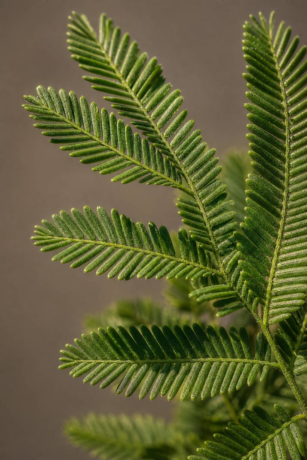 Maison Moya - Phoenix Palm Date Palm Faux Tree - closeup surface