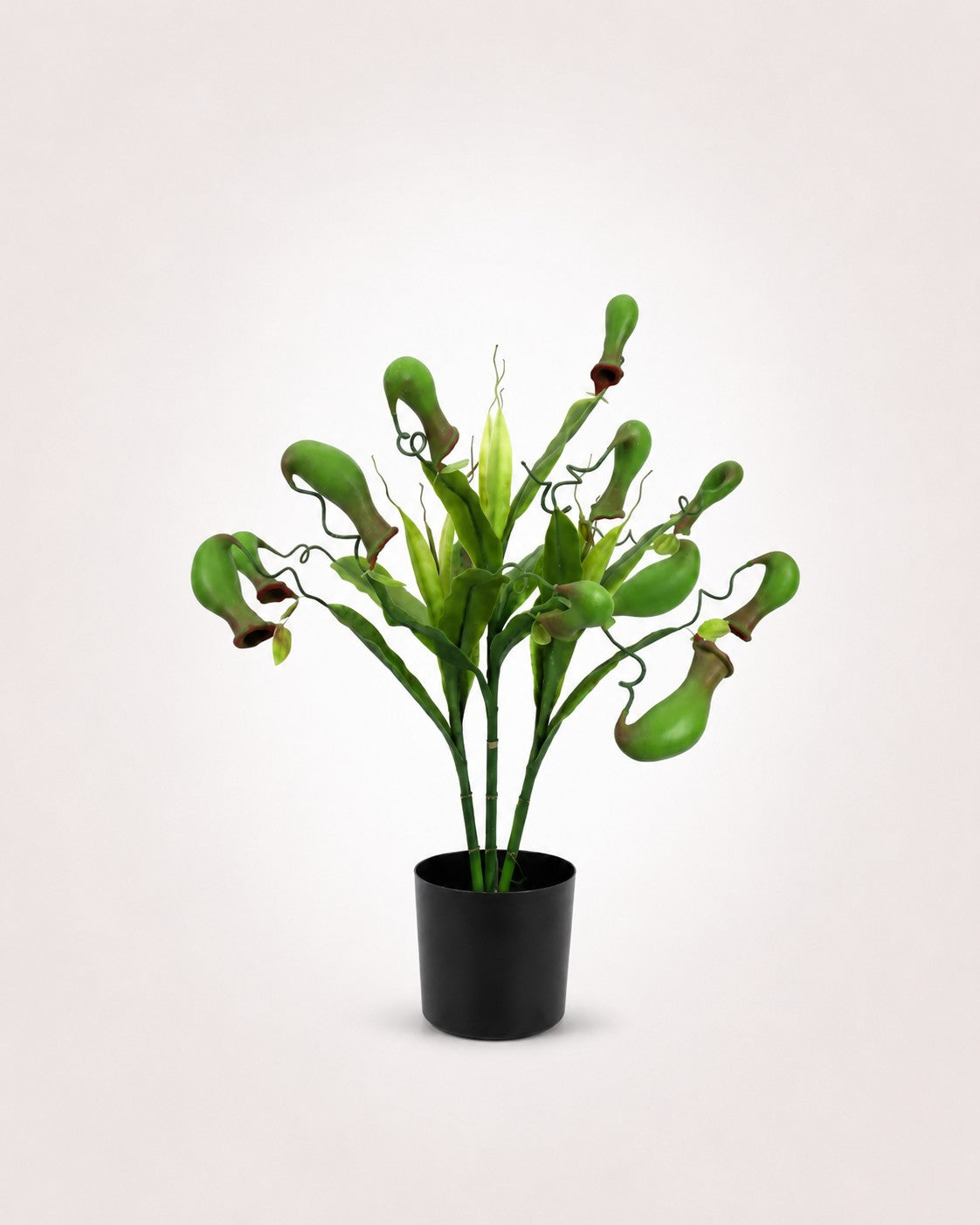 Maison Moya pitcher-plant