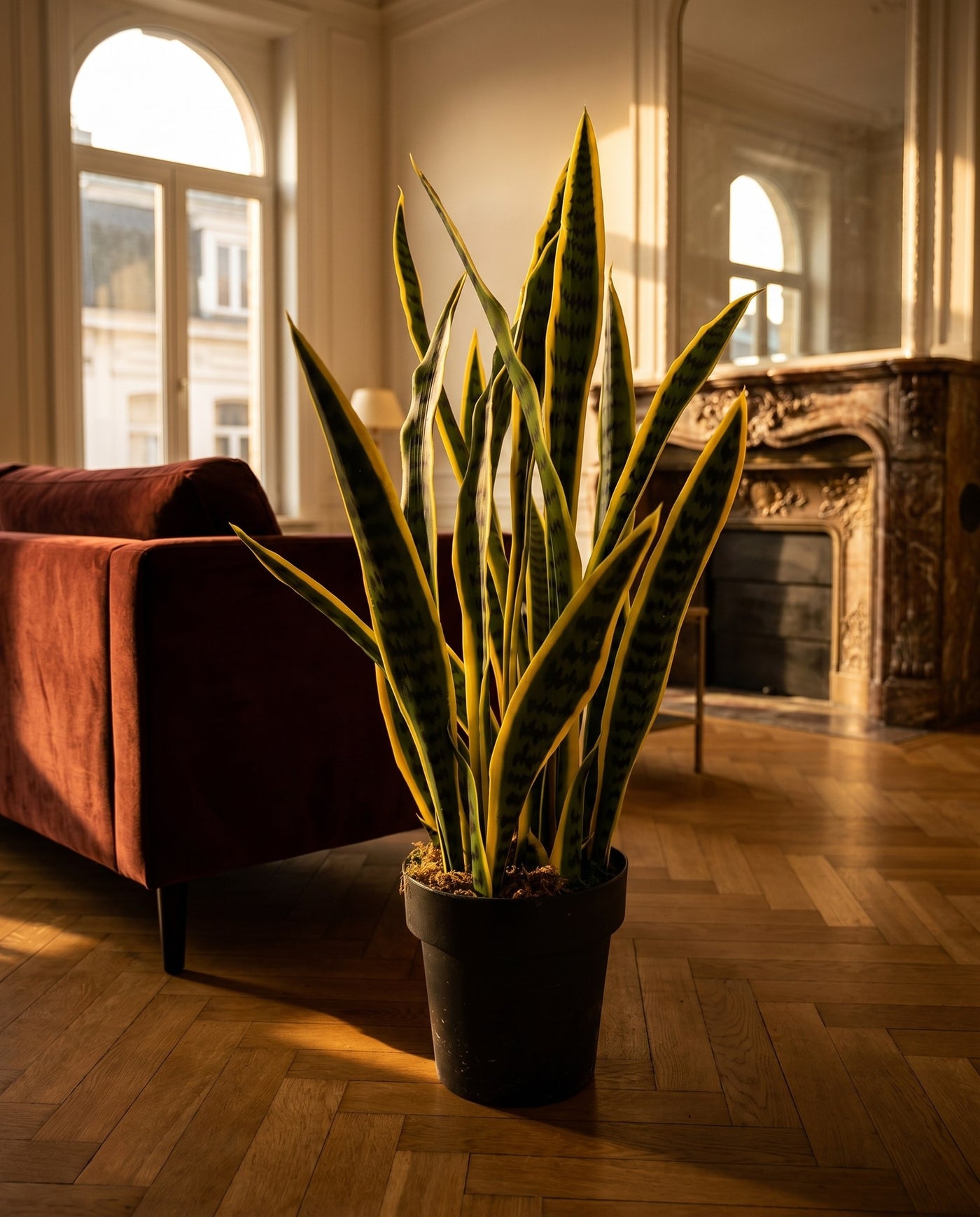 Maison Moya - Snake Plant Architectural Faux Plant - 01 lifestyle