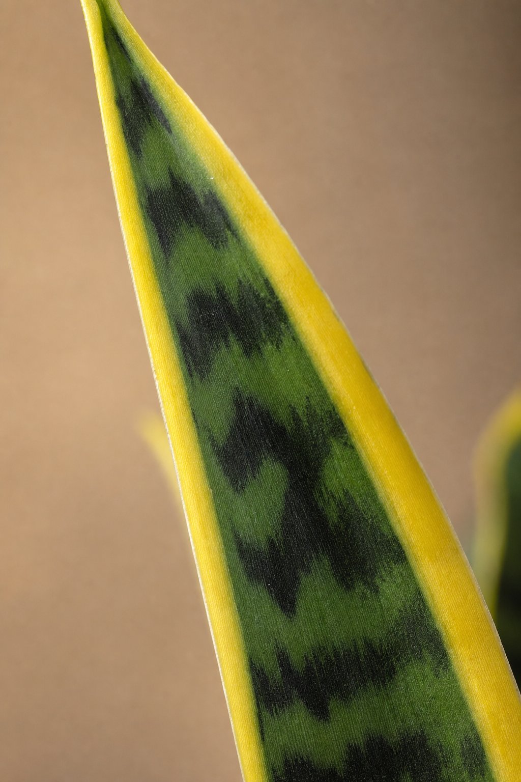 Maison Moya - Snake Plant Architectural Faux Plant - closeup detail