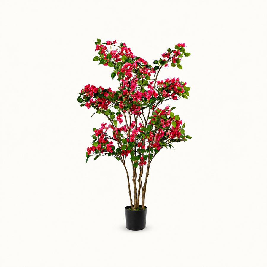 Bougainvillea Mediterranean Flowering Tree