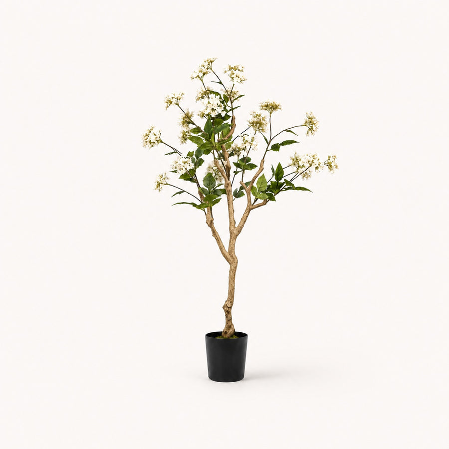 Hydrangea Potted Flowering Plant
