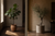 Editorial split composition: a real fiddle leaf fig browning under low light on the left, a composed artificial olive tree against a tadelakt wall on the right, same room context