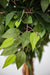 Faux ficus tree used as a low-maintenance apartment plant