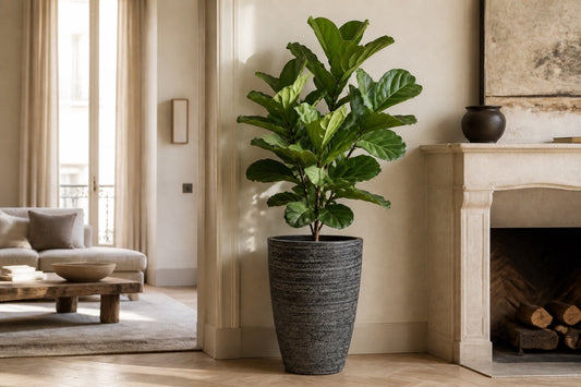 The Best Planters for Fiddle Leaf Figs (Designer Recommended by Maison Moya Bruxelles)