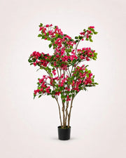 Maison Moya bougainvillea-flowering