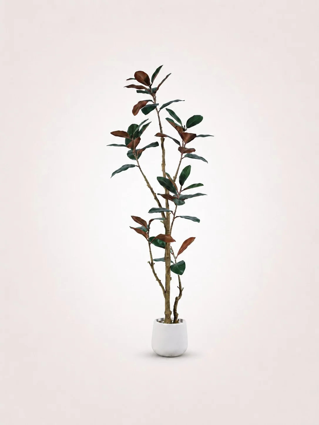 Maison Moya rubber-tree
