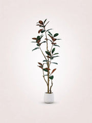 Maison Moya rubber-tree
