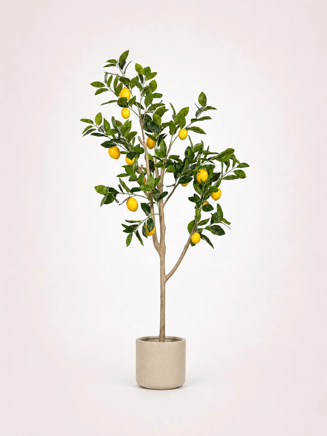 Maison Moya lemon-tree