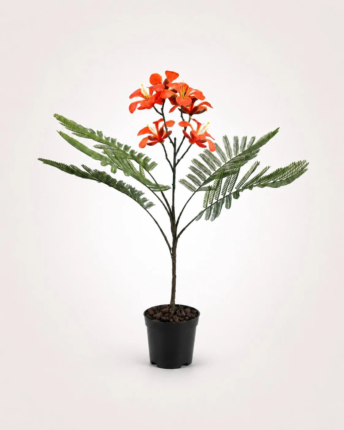 Maison Moya royal-poinciana