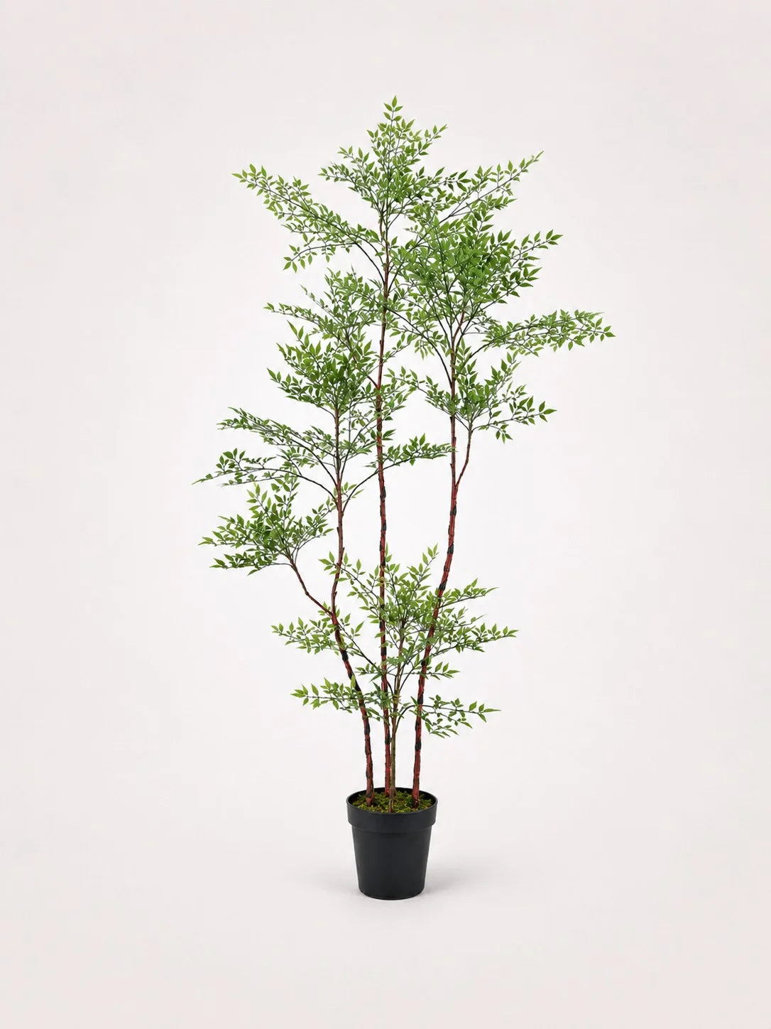 Maison Moya nandina