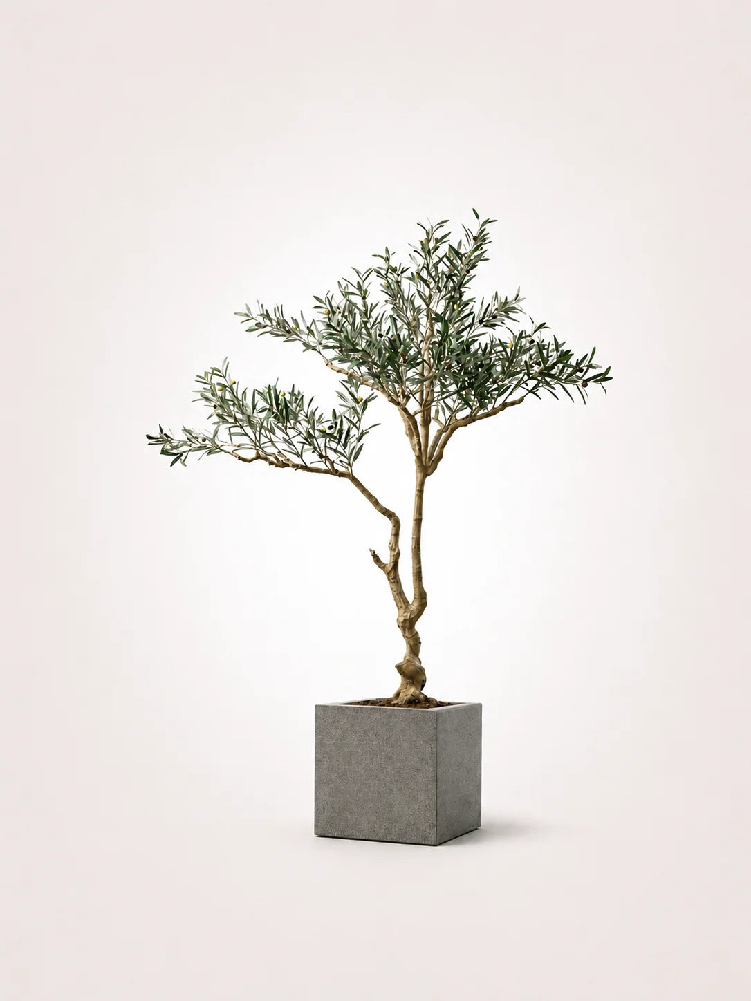 Olive Tree Classic Mediterranean Indoor Tree – Maison Moya