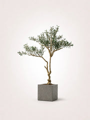 Olive Tree Classic Mediterranean Indoor Tree – Maison Moya