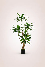Dracaena Realistic Trunk Faux Tree – Maison Moya