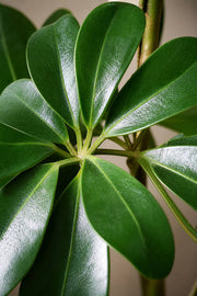 Maison Moya - Schefflera Umbrella Faux Tree - closeup surface