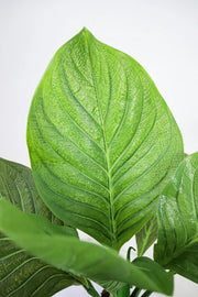 Tropical Plant Leaf Design Faux Plant