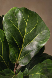 Maison Moya - Fiddle Leaf Fig Iconic Indoor Tree - closeup detail