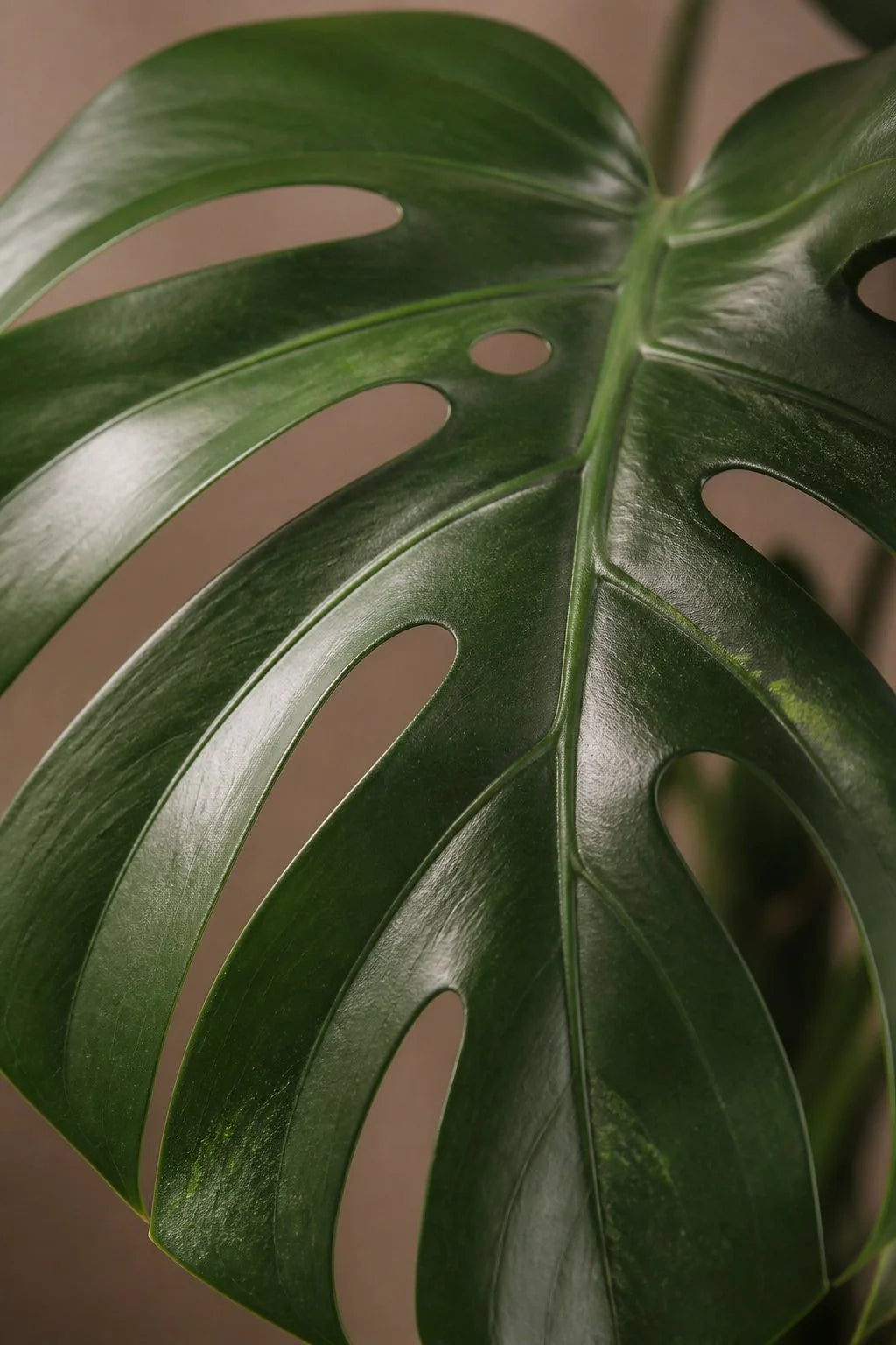 Maison Moya - Monstera Deliciosa Tropical Faux Plant - closeup detail