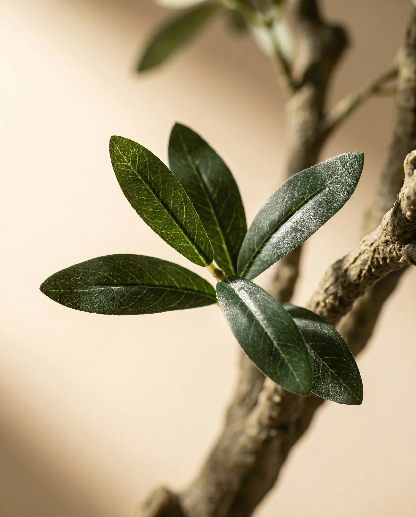 Maison Moya - Olive Tree Classic Mediterranean Indoor Tree - 03 closeup-top