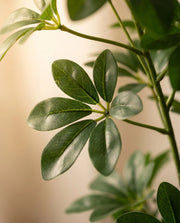 Maison Moya - Schefflera Umbrella Faux Tree - 03 closeup-top