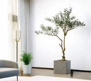 Olive Tree Classic Mediterranean Indoor Tree