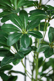 Schefflera Umbrella Faux Tree