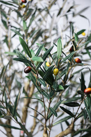 Olive Tree Classic Mediterranean Indoor Tree