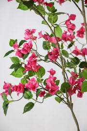 Bougainvillea Mediterranean Flowering Tree