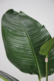 Traveler's Palm Tropical Statement Tree