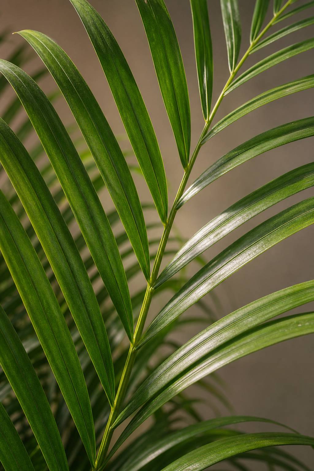 Maison Moya - Areca Palm Tropical Indoor Palm - closeup detail