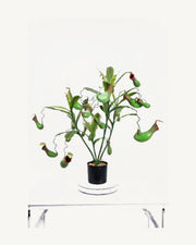 Arezzo Artificial Pitcher Plant, 27.5 in, full product studio view in the included nursery pot