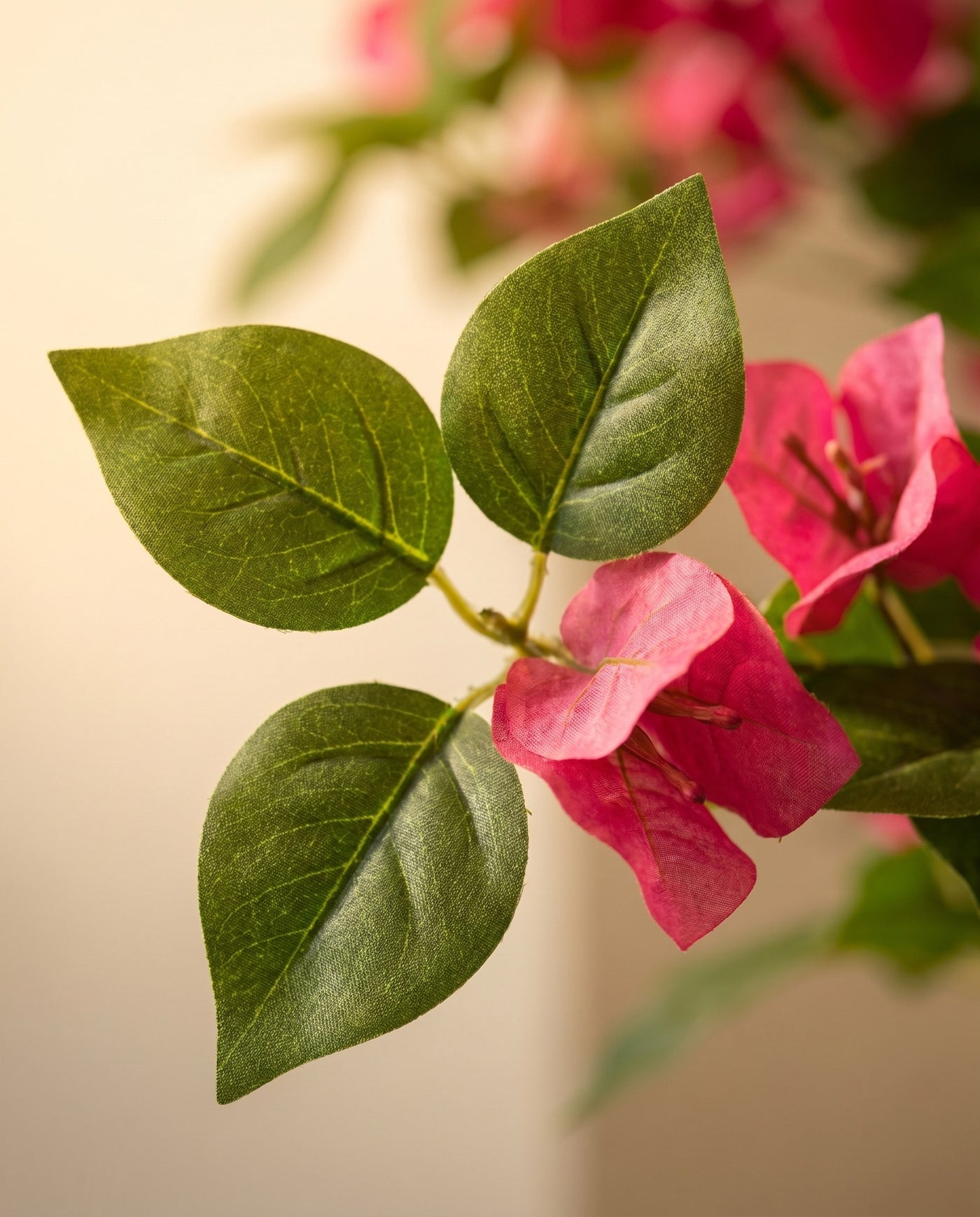 Maison Moya - Bougainvillea Mediterranean Flowering Tree - 03 closeup-top