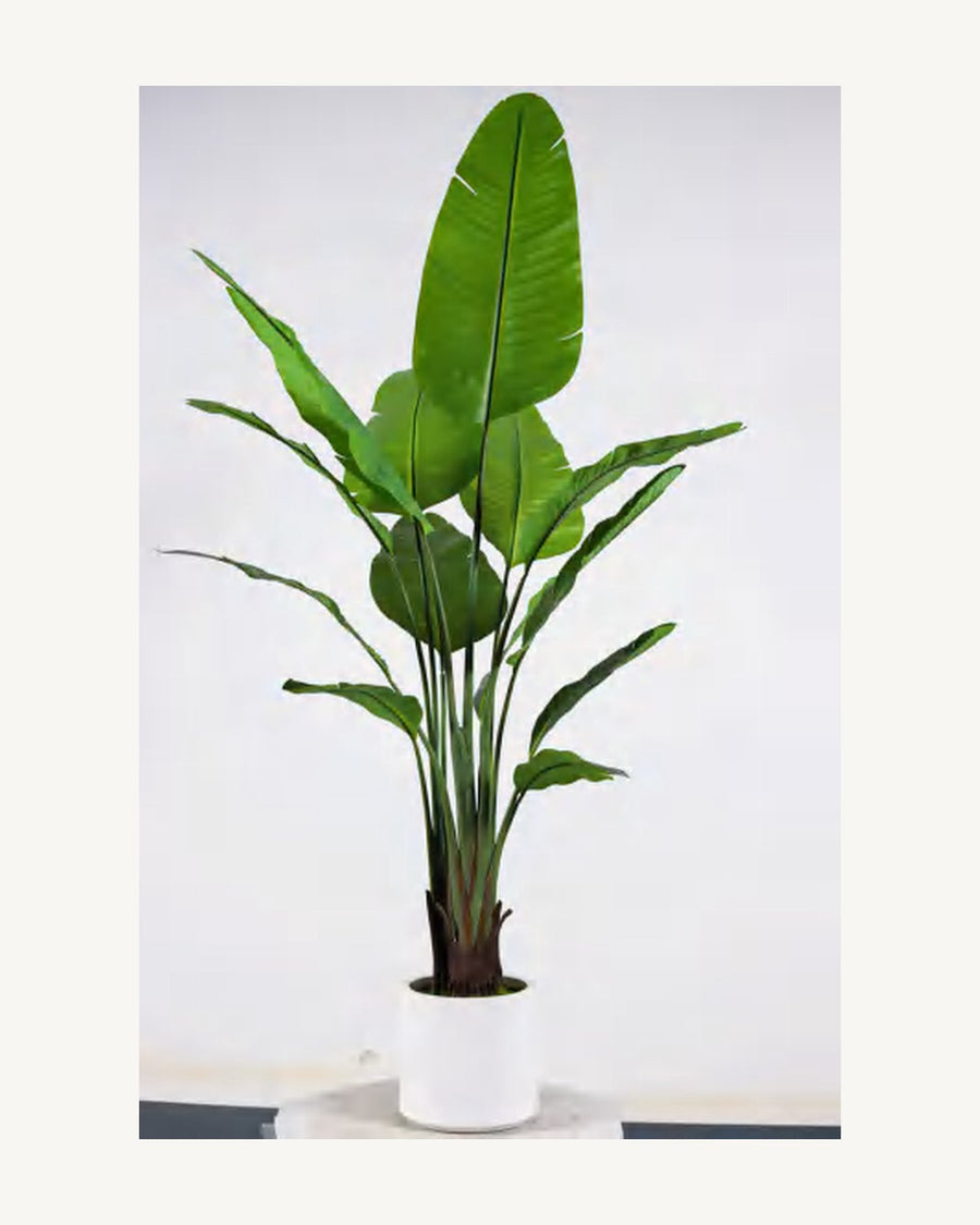 Capri Artificial Traveler's Palm, 70.8 in, full product studio view in the included nursery pot