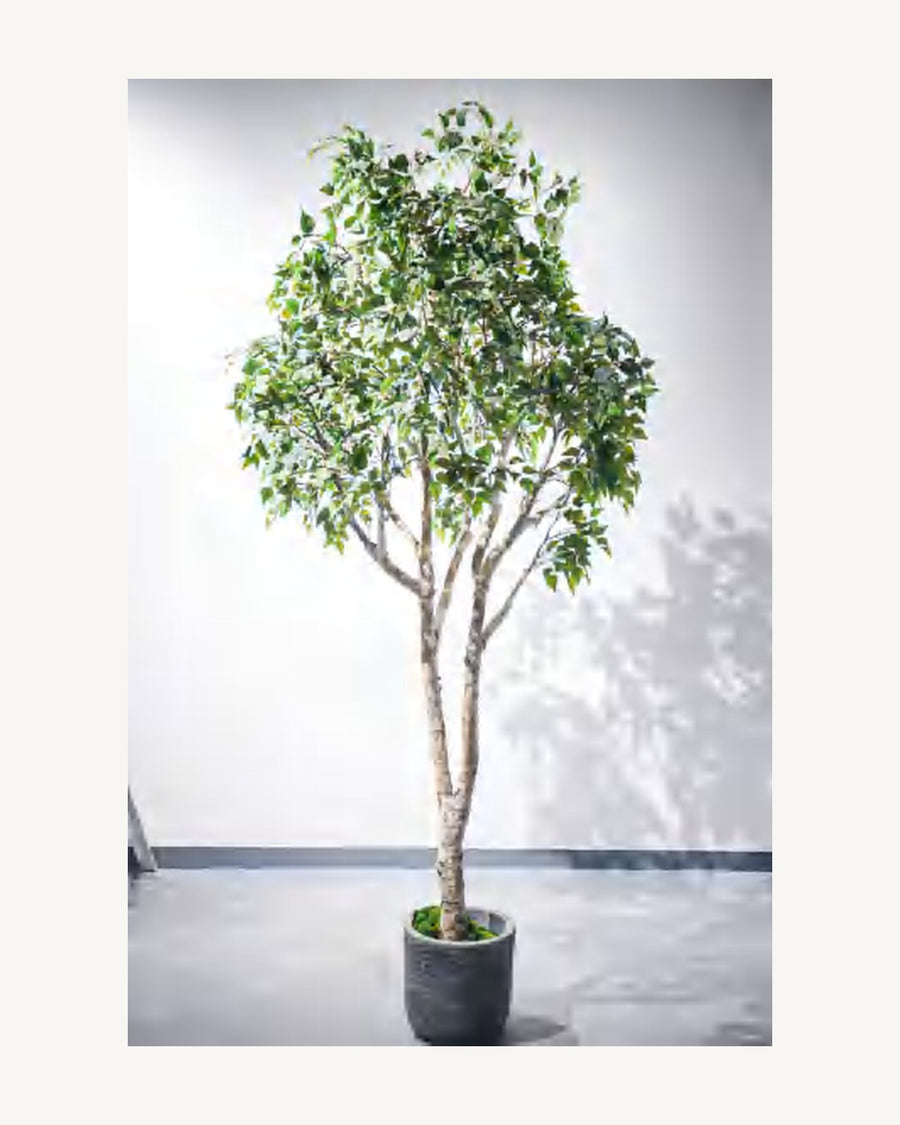 Cortona Artificial Birch Tree, full product studio view in the included nursery pot