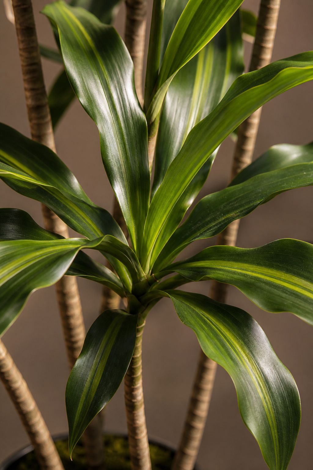 Maison Moya - Dracaena Realistic Trunk Faux Tree - closeup detail