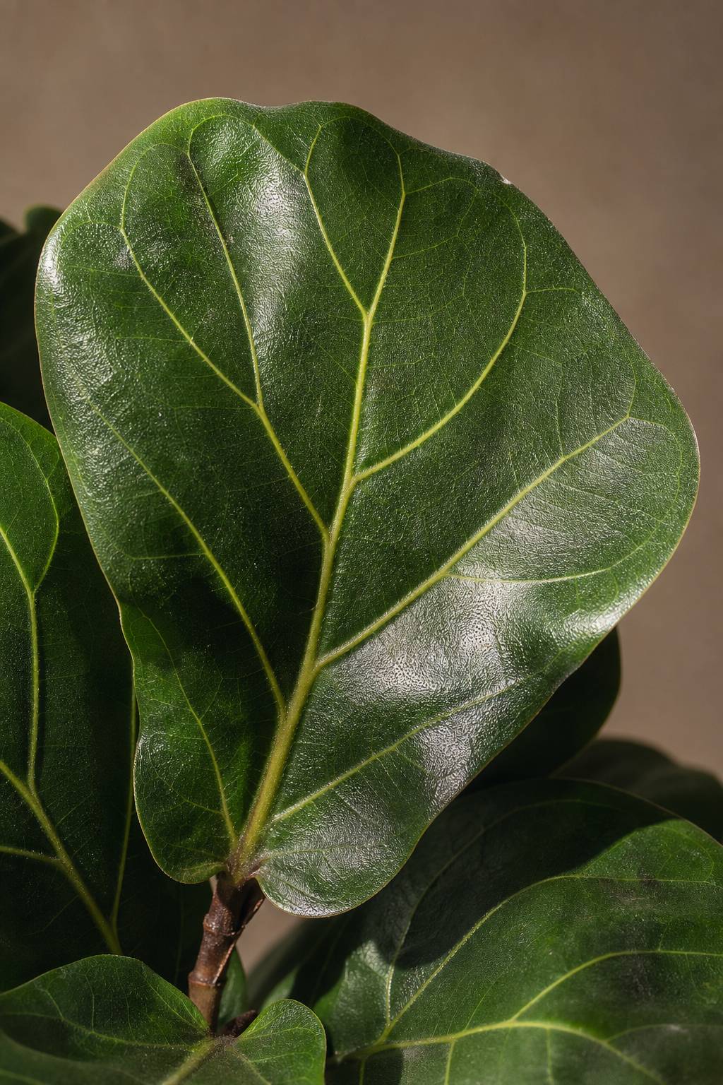 Maison Moya - Fiddle Leaf Fig Iconic Indoor Tree - closeup detail
