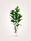 Ficus Lyrata Árbol artificial