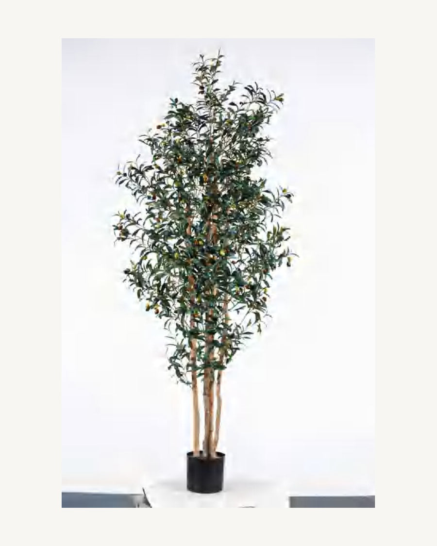 Ibiza Artificial Olive Tree, full product studio view in the included nursery pot