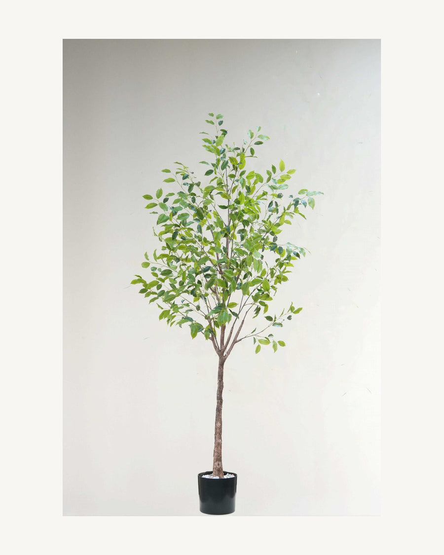 Ischia Artificial Ficus Tree, full product studio view in the included nursery pot