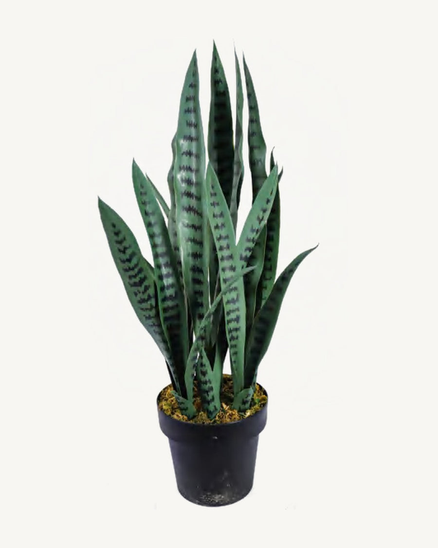 Lucca Artificial Snake Plant, full product studio view in the included nursery pot