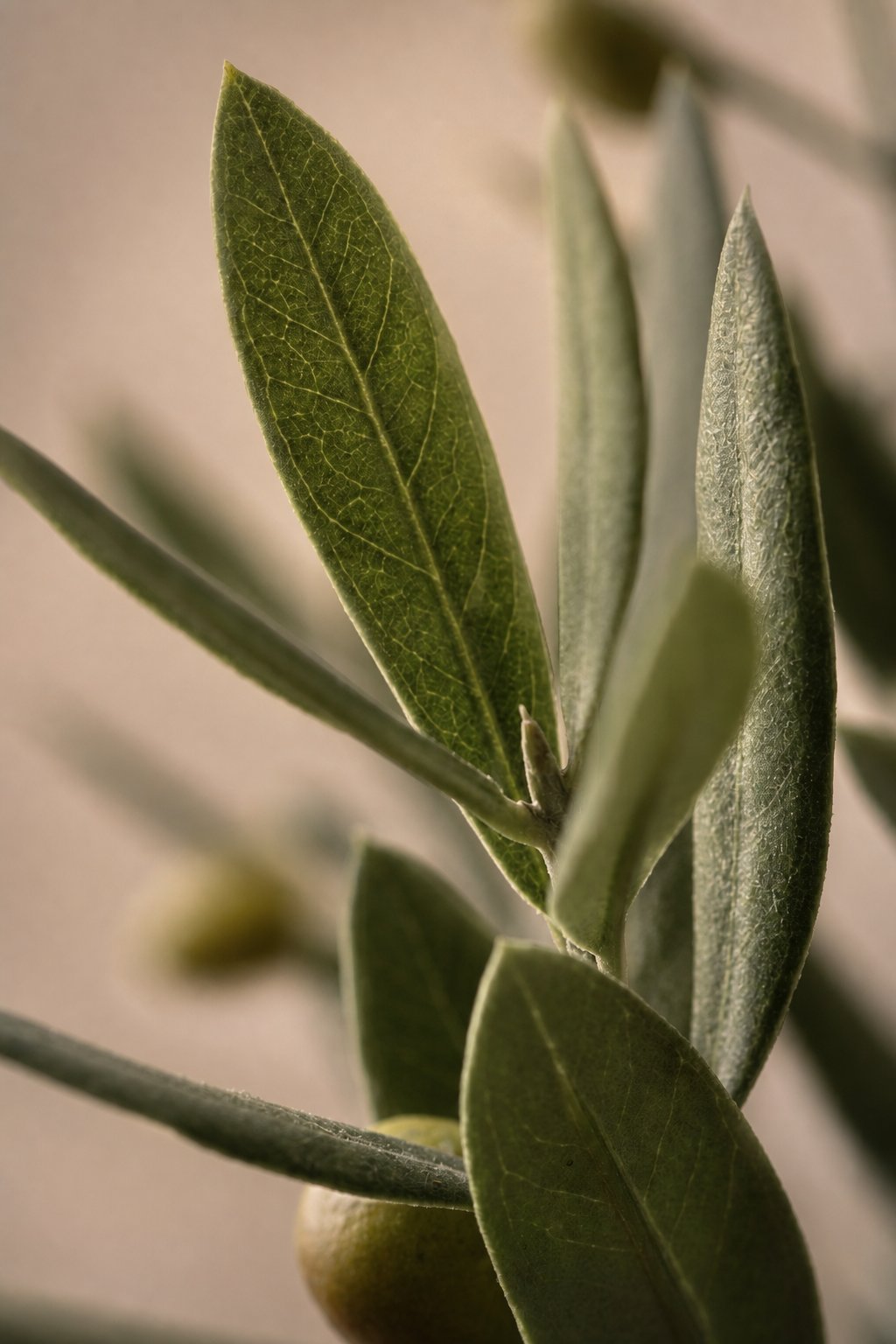Maison Moya - Olive Tree Mini Mediterranean Plant - closeup surface