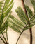 Maison Moya - Phoenix Palm Date Palm Faux Tree - 03 closeup-top