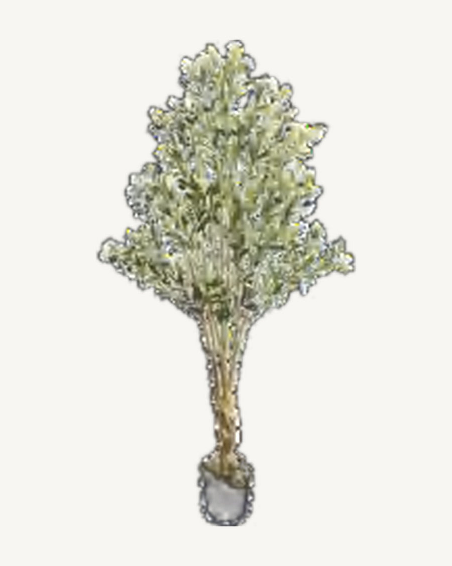 Positano Artificial Olive Tree, full product studio view in the included nursery pot