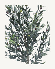 Ronda Artificial Olive Tree, Style A, full product studio view in the included nursery pot